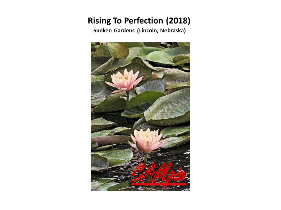 rising to perfection wm.jpg