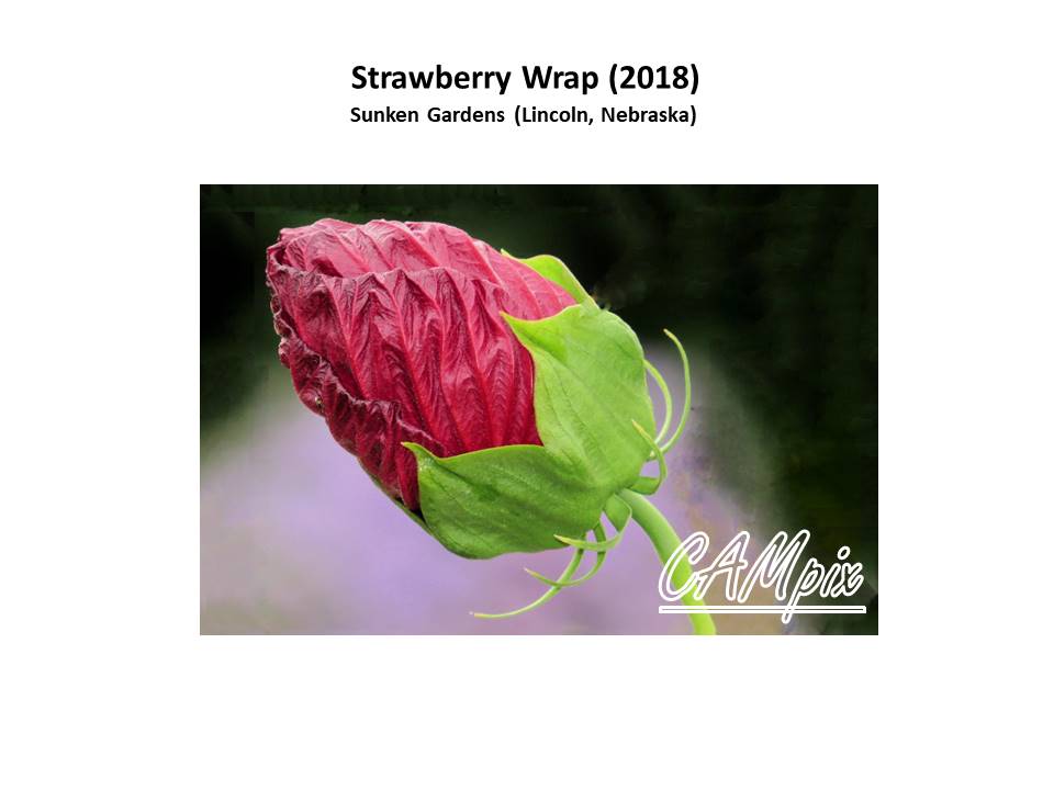 Strawberry wrap wm.jpg