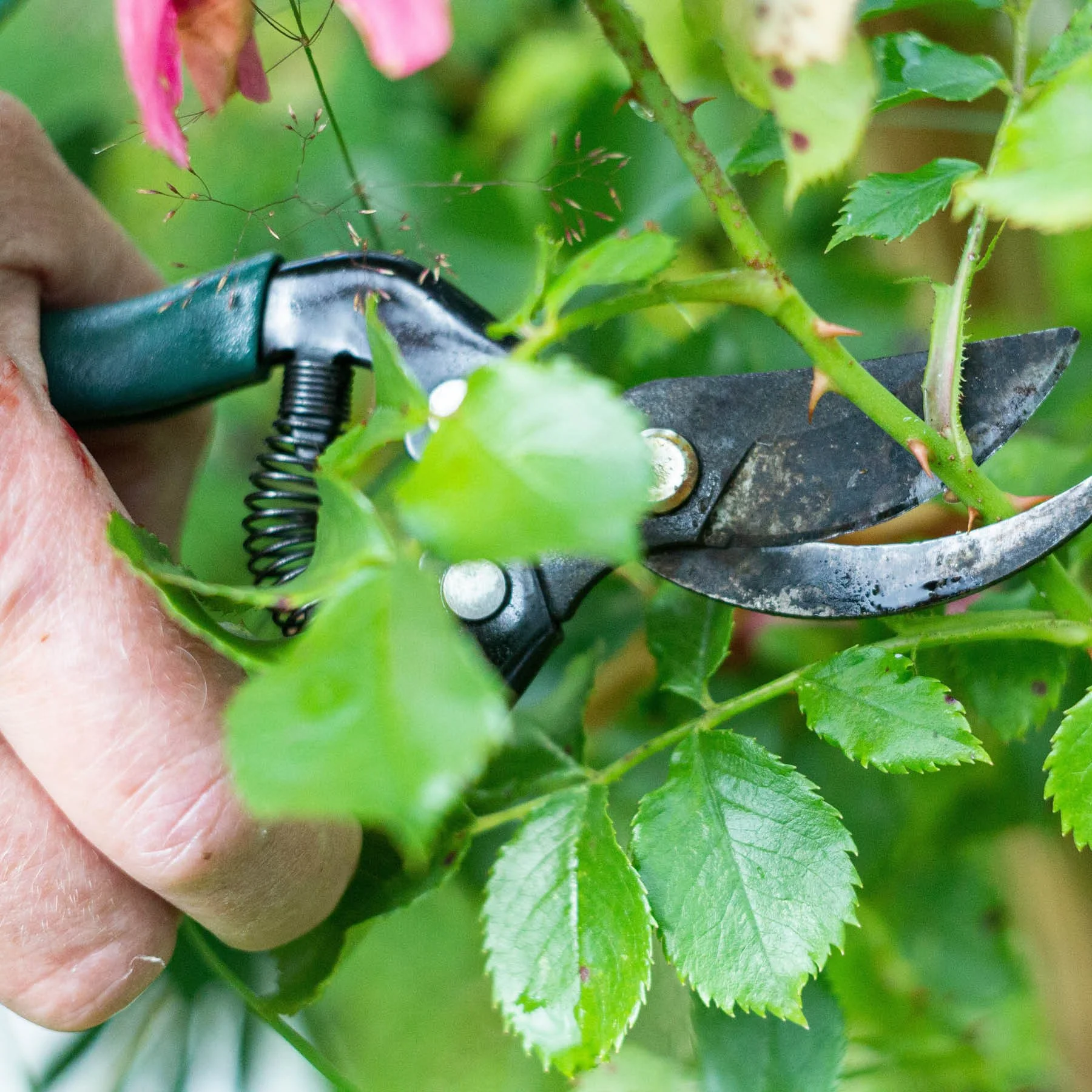 For Best Results — Prune