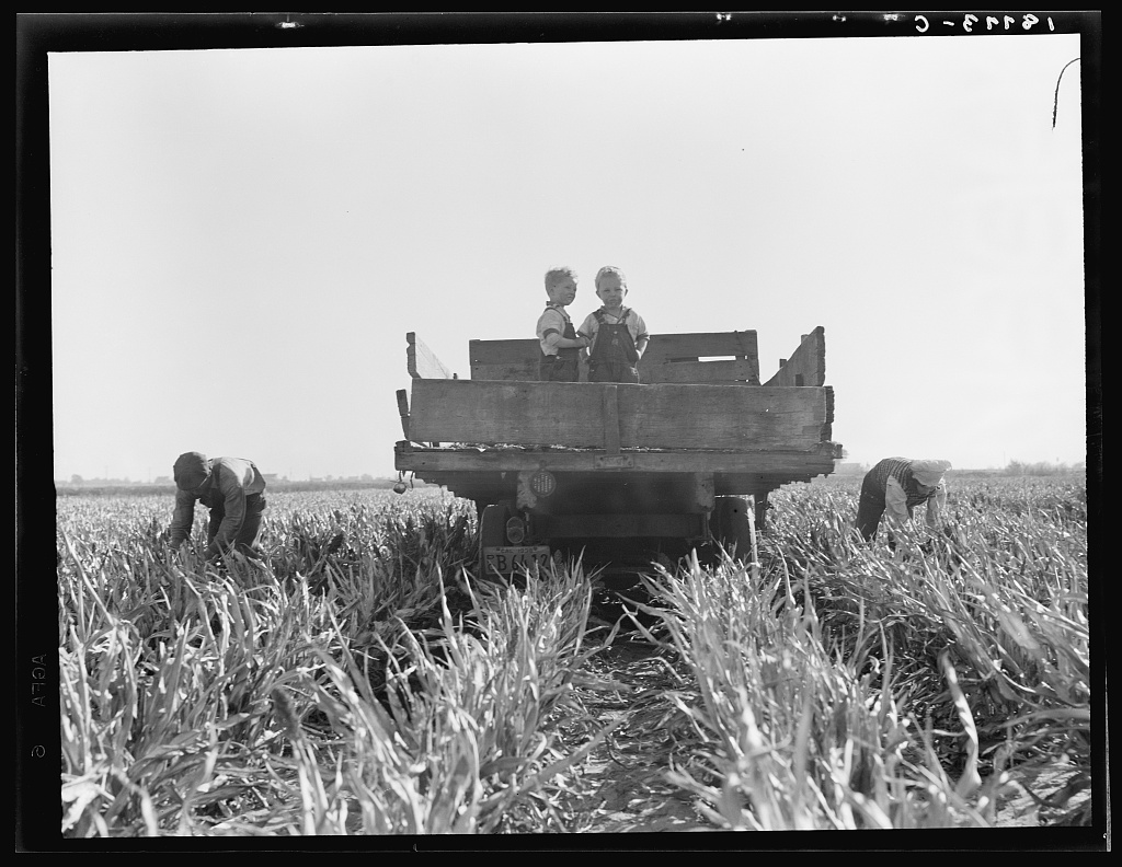 Near Manteca, California. Formerly rehabilitation clients, now operating own farm under Tenant Purchase Act. A year and a half ahead on their payments. Family labor harvesting milo maize. Average loan for purchase of farm and improvements in San Joa