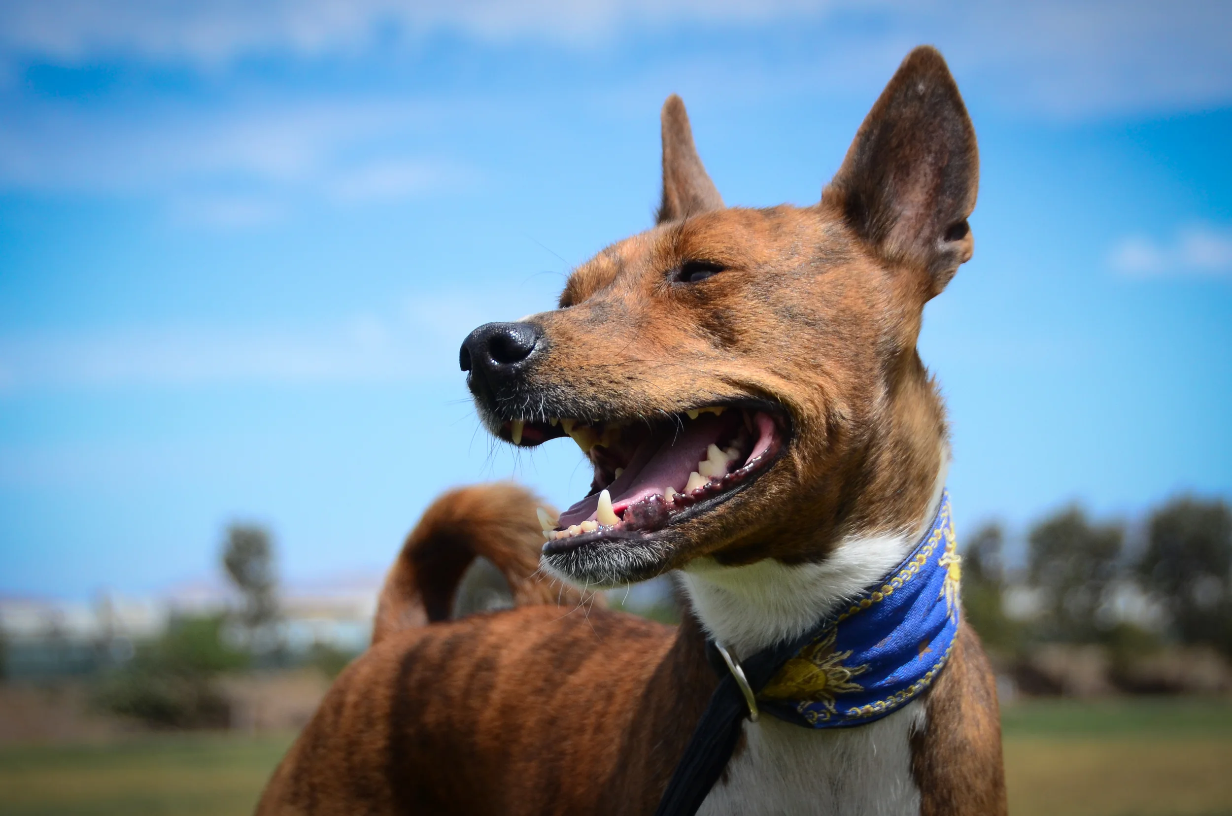 basenji-8045.jpg