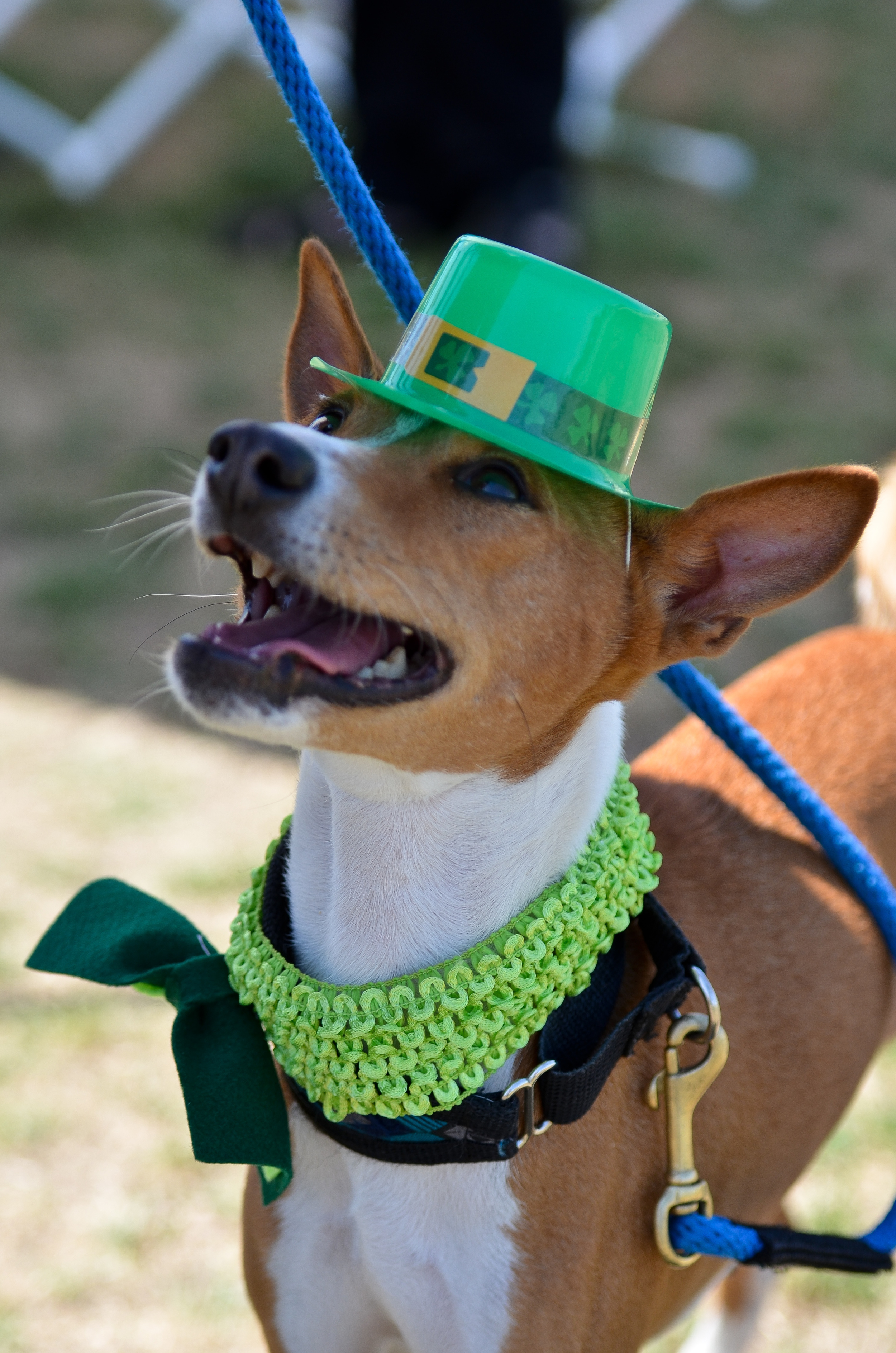 basenji-2491.jpg