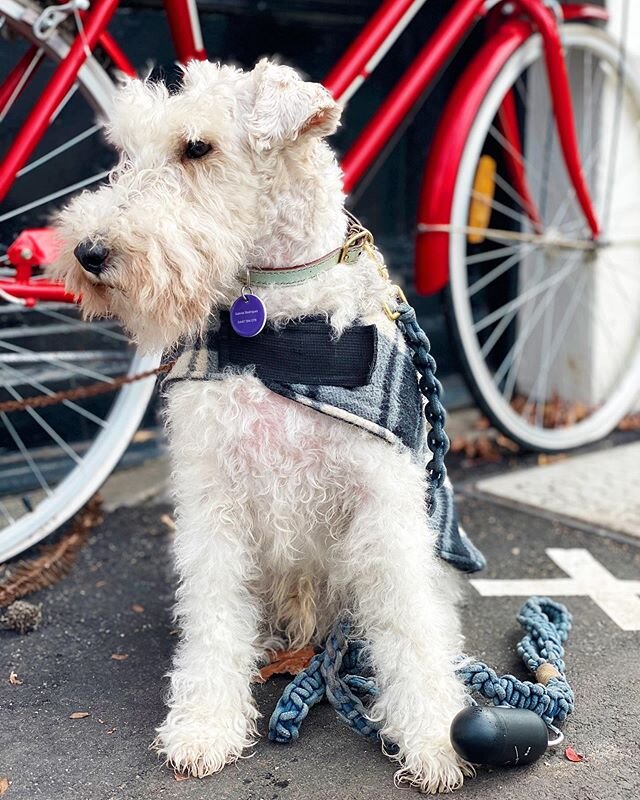 [5.24.20] My little man 🐶 @ellalovesoliver #wirefoxterrier #foxterrier #foxterriersofinstagram #dogsofmelbourne