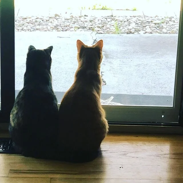 I&rsquo;ve never posted pet pictures before. I&rsquo;m posting now not to share the cat pictures as much as to share how amazing it is when something makes someone so happy. My daughter asked me for cats, so I got some. Two years on and she still tha
