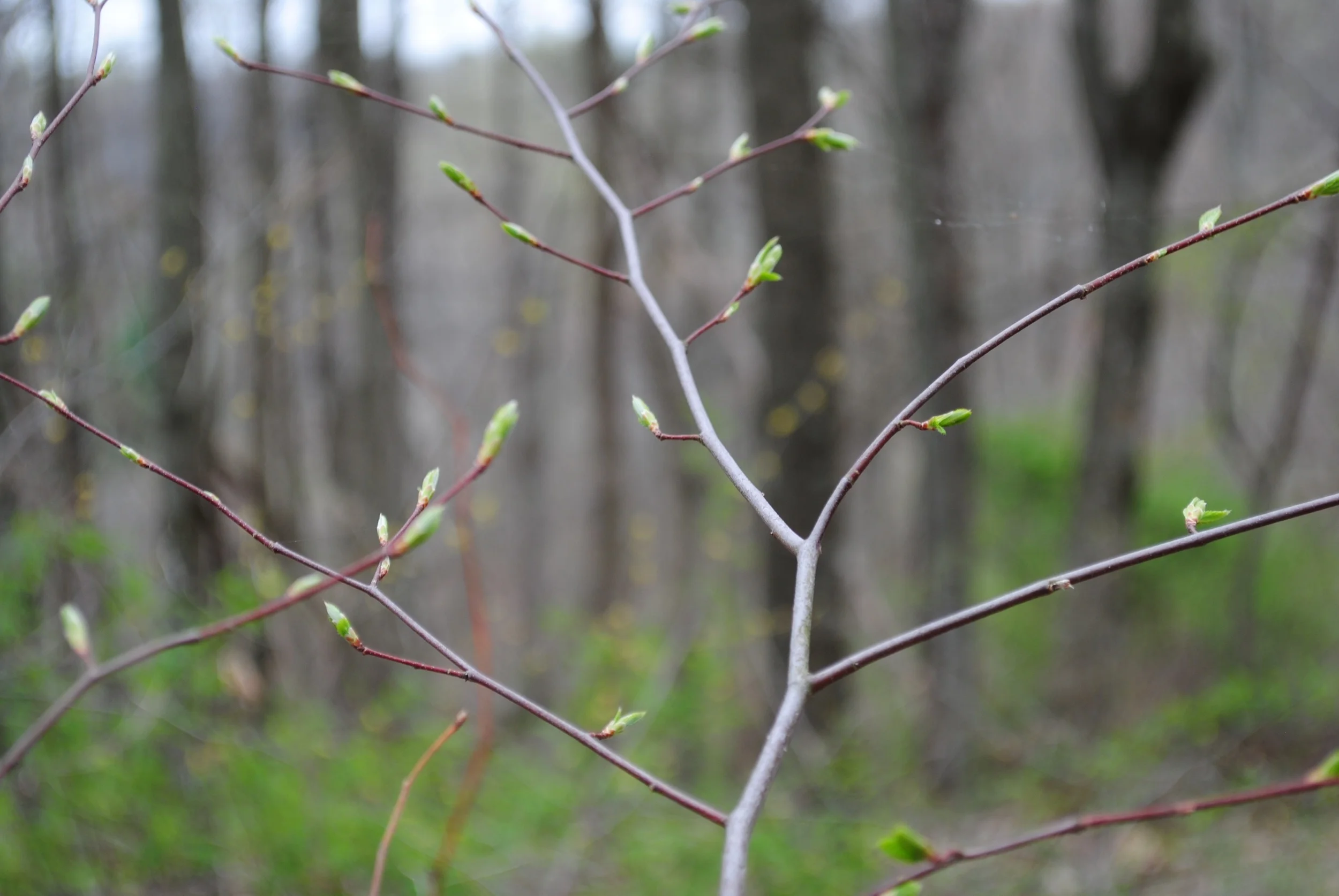 Calling All Attorneys to Take The #YourFairShake Challenge!