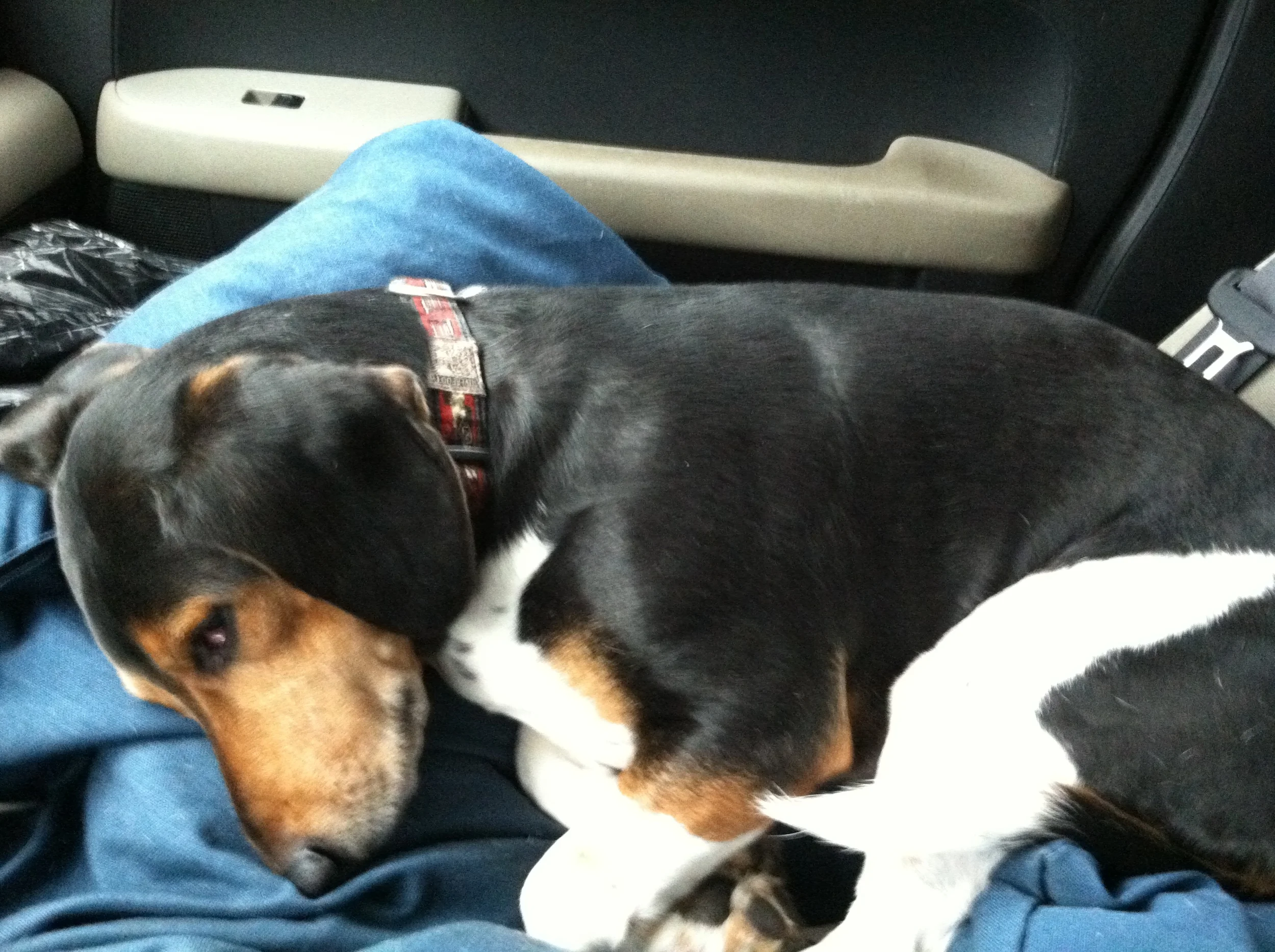 Pets in Hot Cars: Know Your Rights by Adam Cetra, FSELS Legal Intern