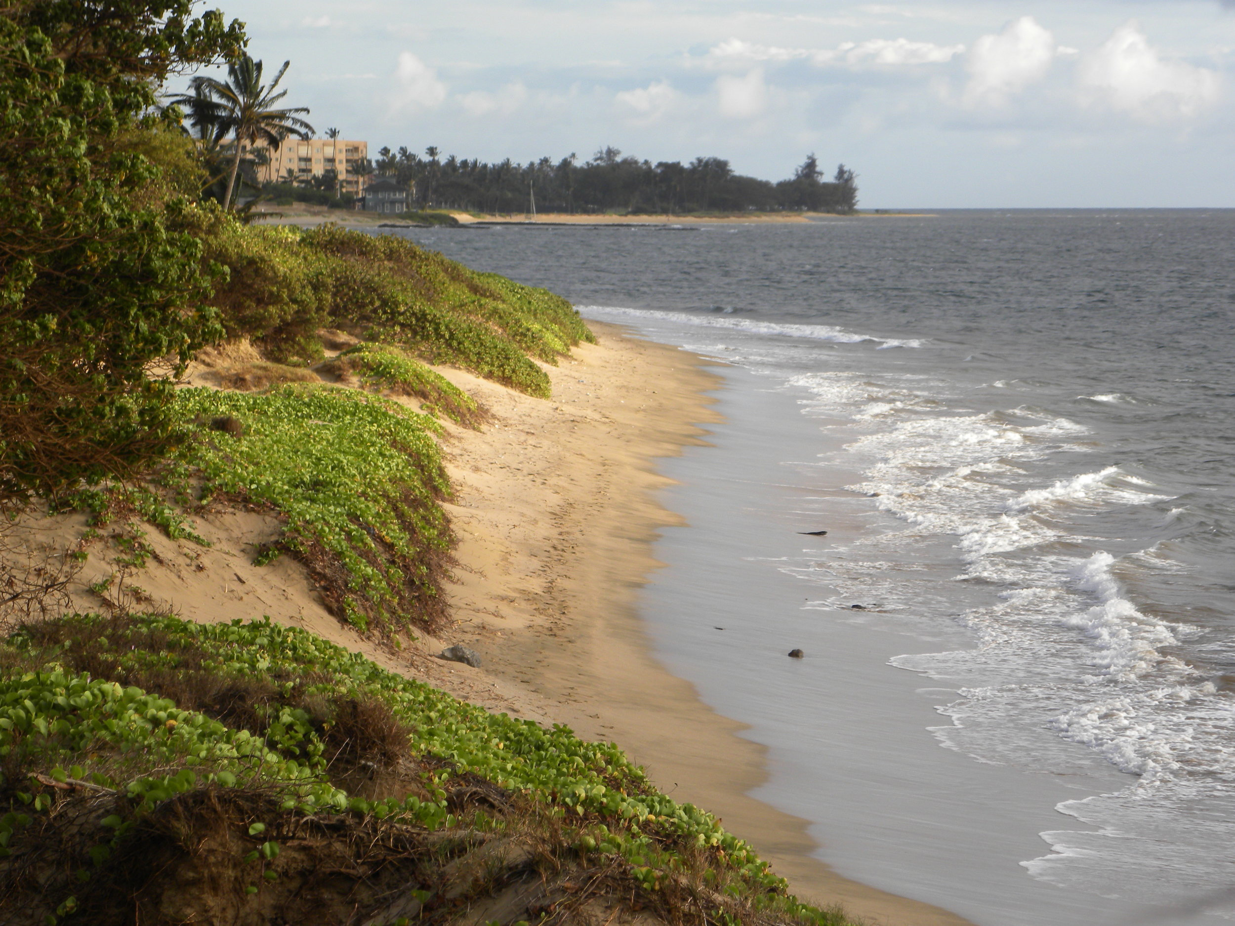 U.S. Supreme Court Case Breakdown: Maui v Hawaii Wildlife