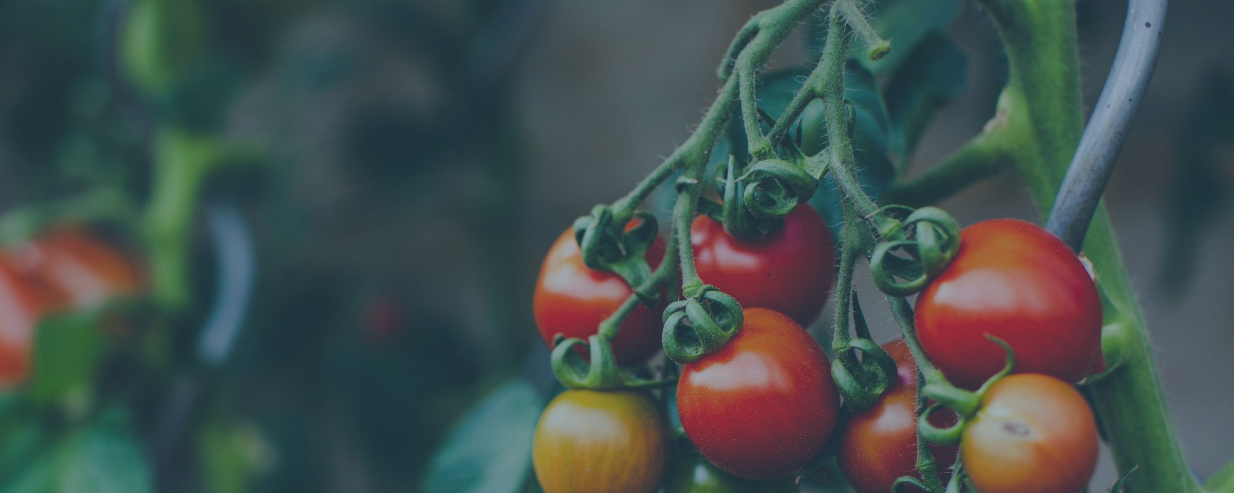 Press Release: Court Allows Urban Farmer’s Lawsuit Against Pittsburgh Land Bank to Move Forward