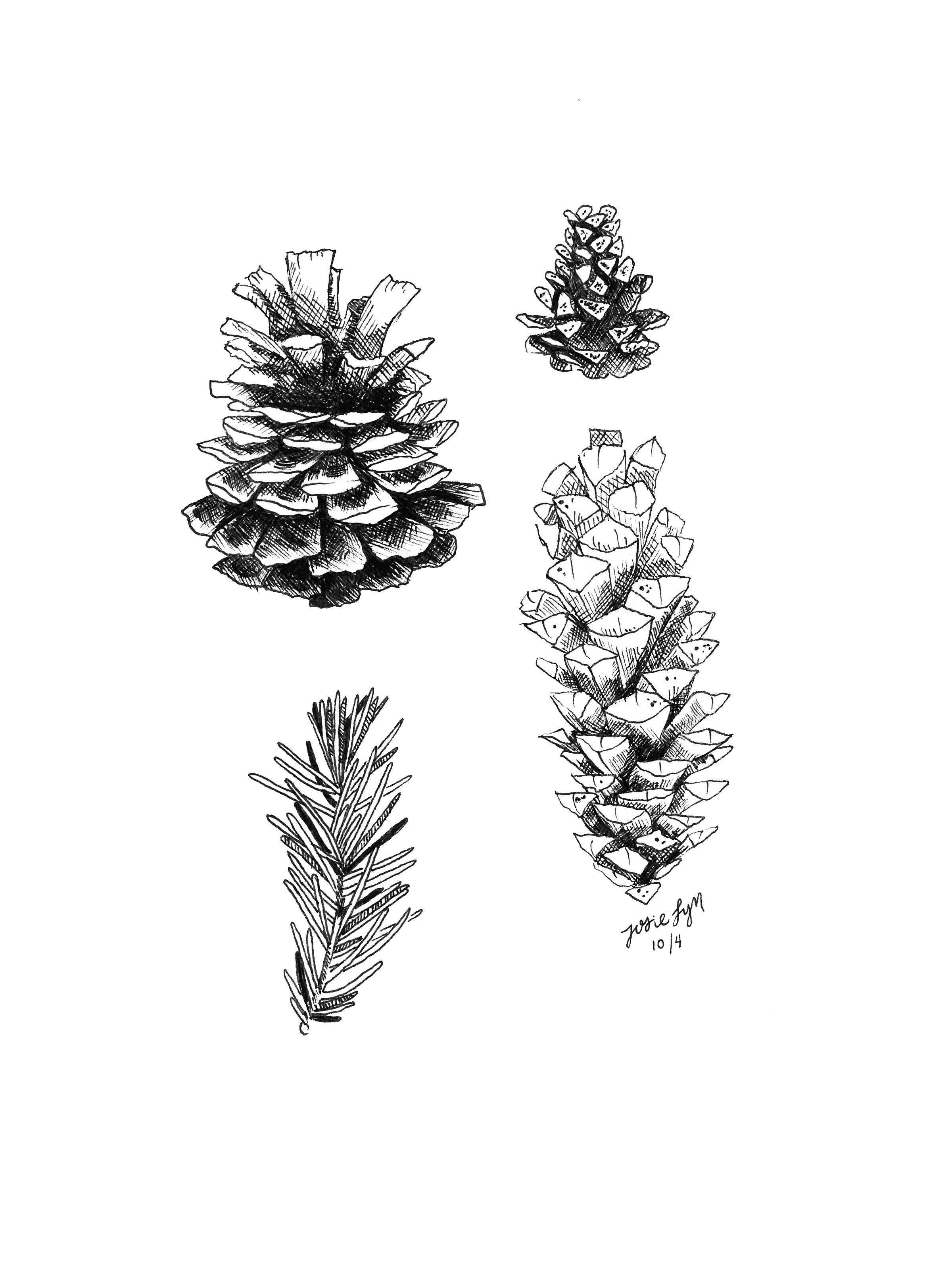 Pinecones.jpg