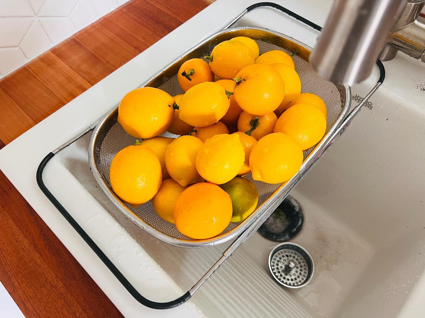 Took advantage of the break in the rain to prune our Meyer lemon tree, and collected 50+ lemons 🍋! Now to figure out what to do with them&hellip;