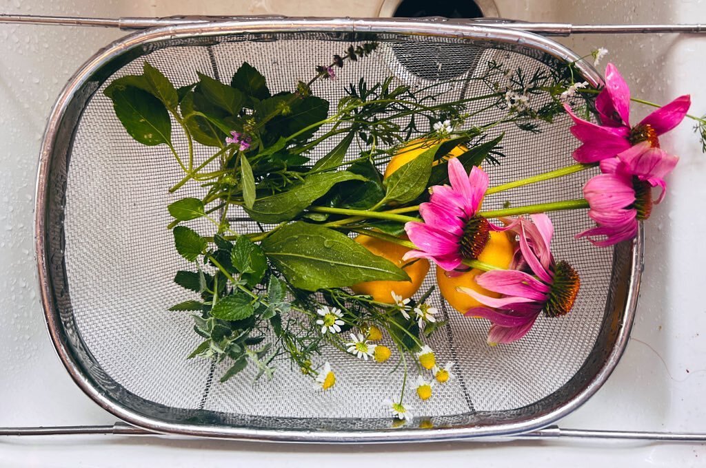 Todays harvest for medicinal tea (to help battle my cold): tulsi, echinacea, chamomile, catmint, cilantro flower, lemon

Our garden has been on the back burner while our house remodel is in flight, but still the flowers grow

Grateful for green space