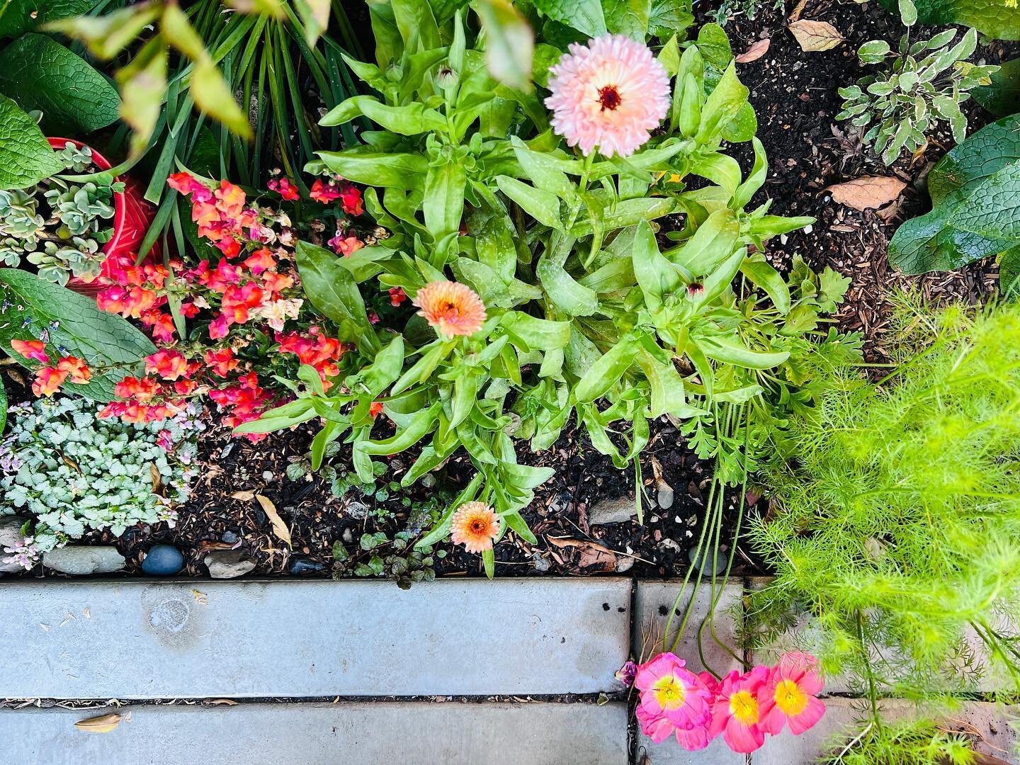 Warm summer evening vibes 🌼 chamomile flower harvest; micro-orchard coming along nicely (fig, peach, apple, guava, cherry growing along with lemon, avocado, loquat) 🍑