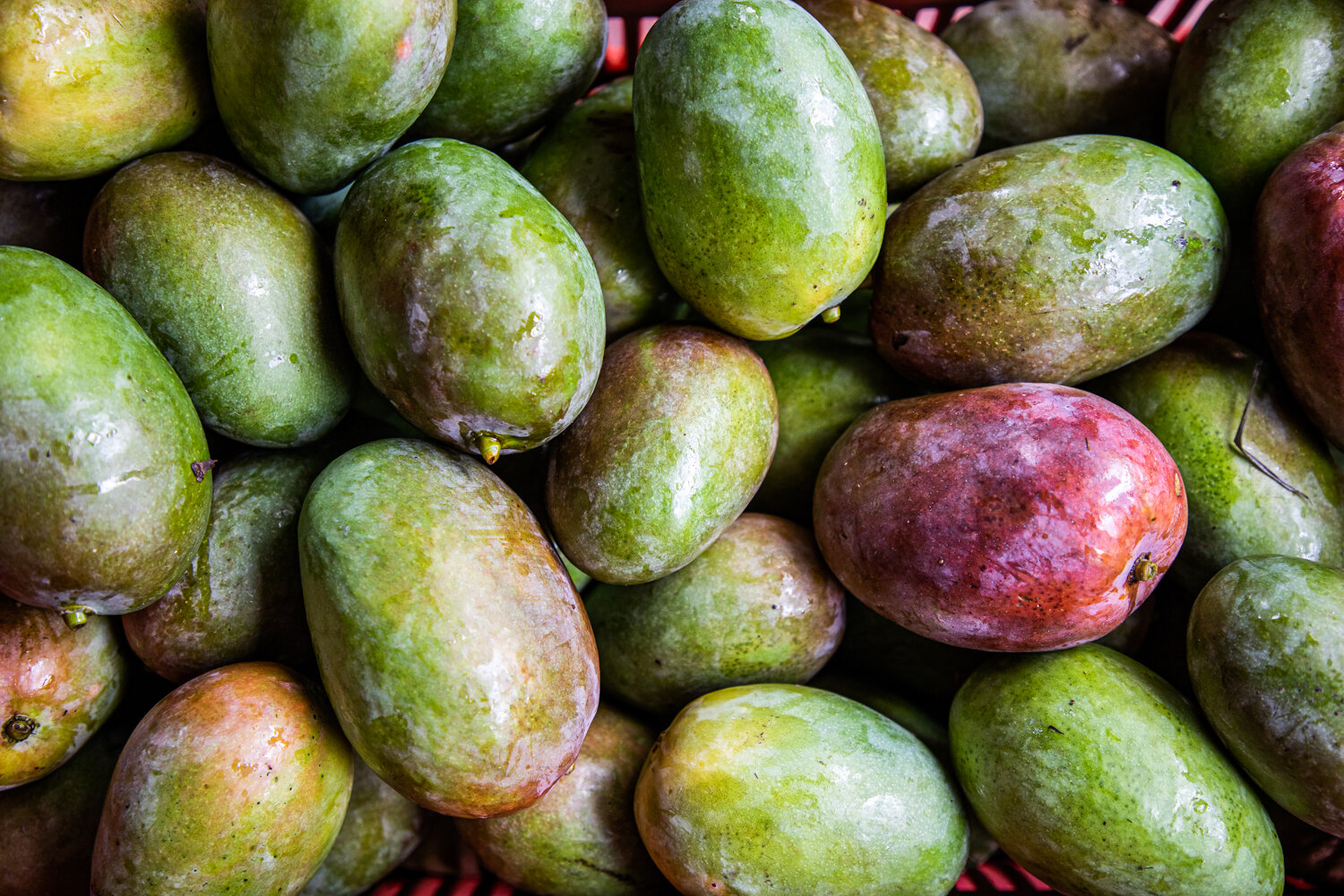  Nicaragua, Mango Farms + Famers 