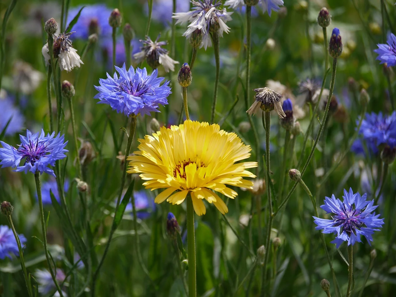 marigold-1522592_1280.jpg
