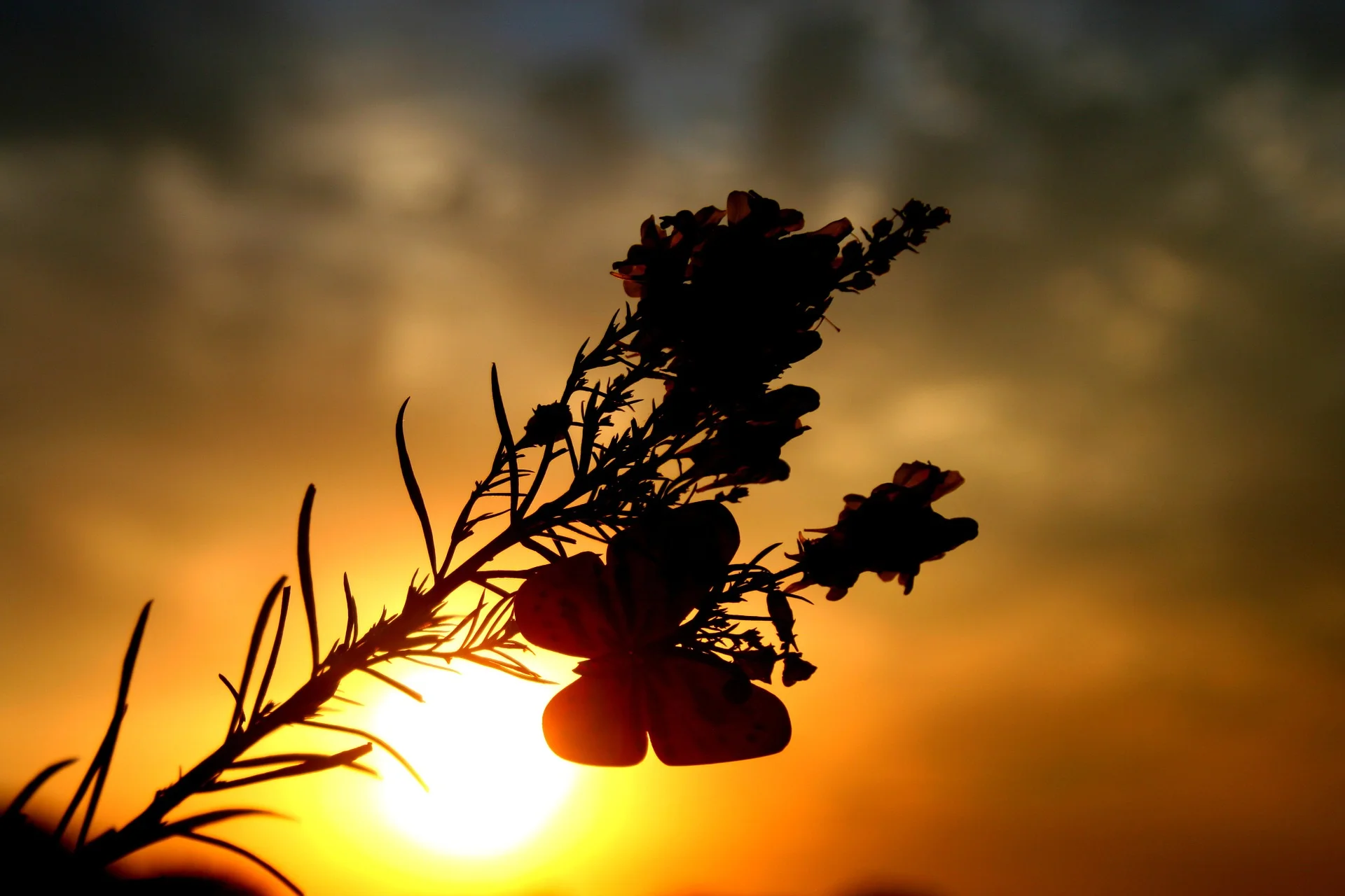 butterflies-884870_1920.jpg