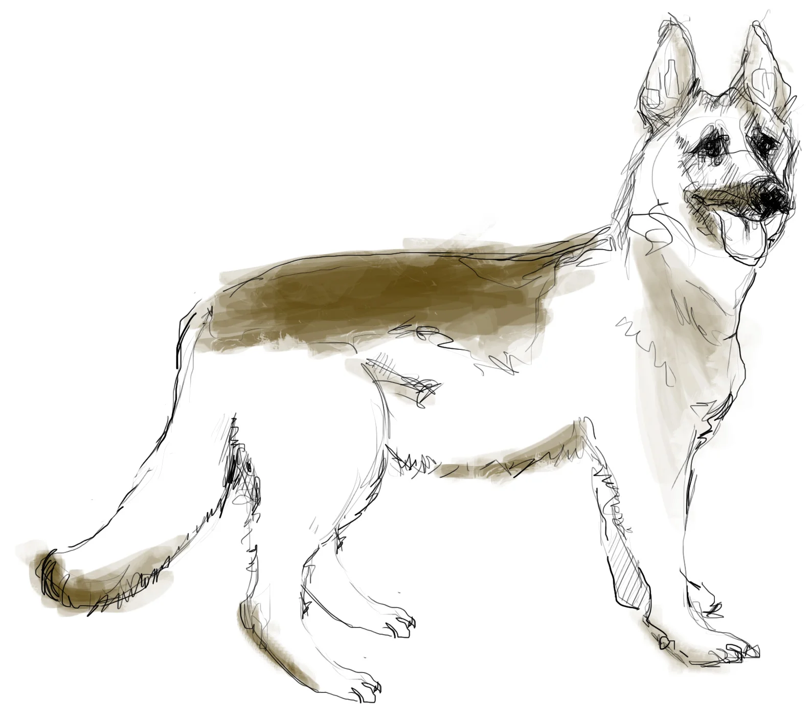 shepherd.jpg