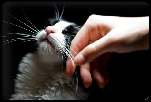 kiss-cat-transfer-parasites.jpg