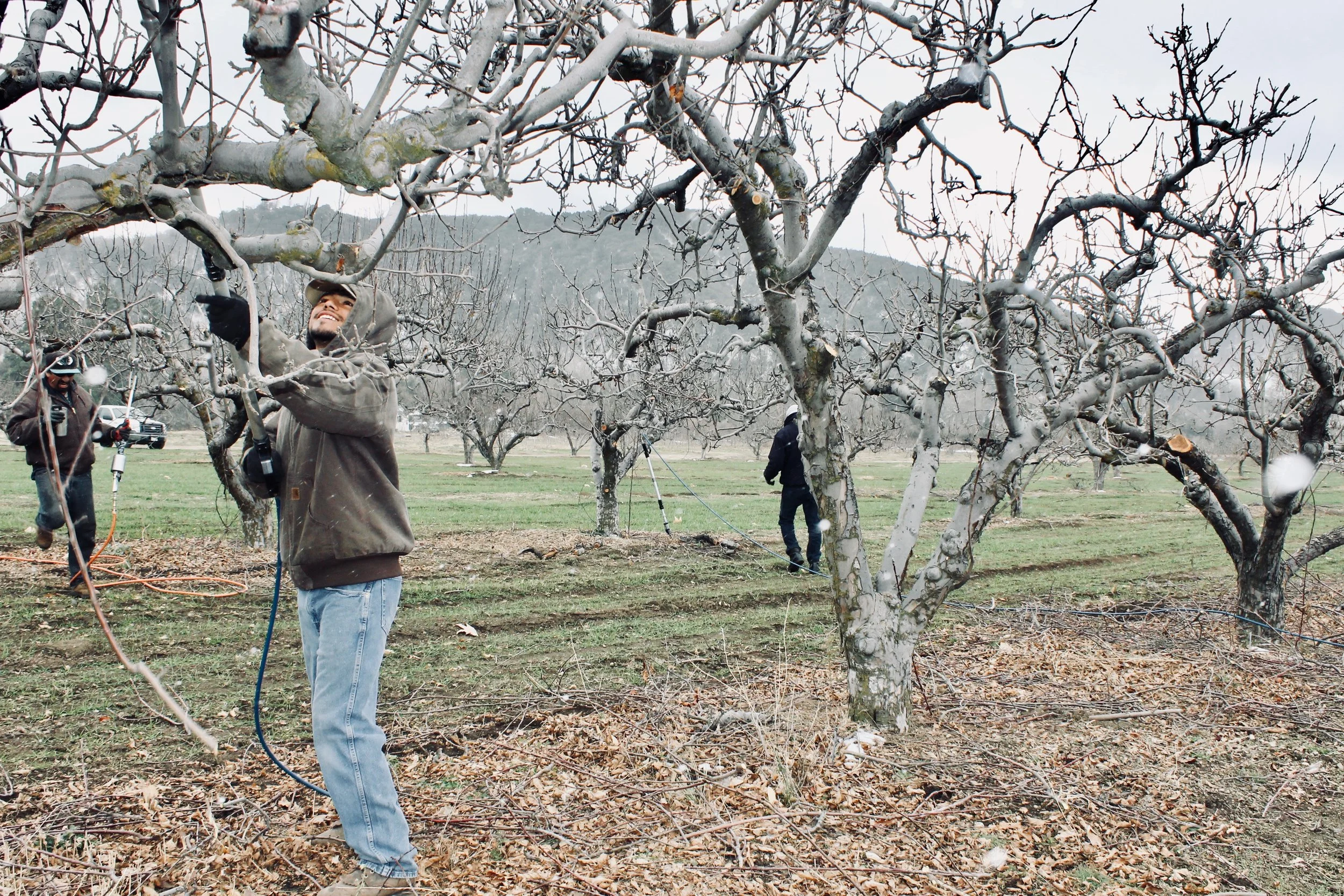 "Winter Pruning" by Devon Riley 