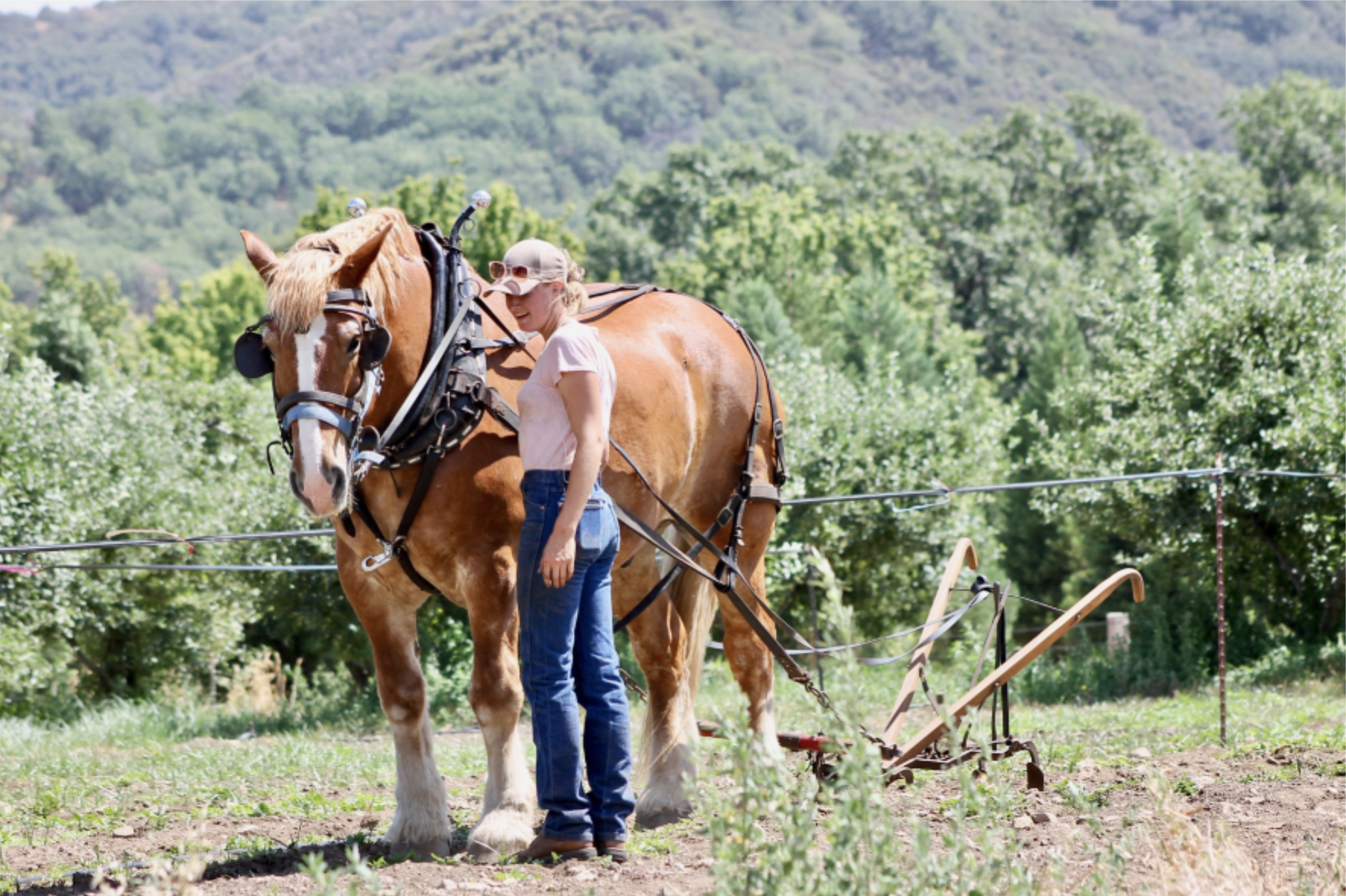 Em's Acres: A horse powered farm