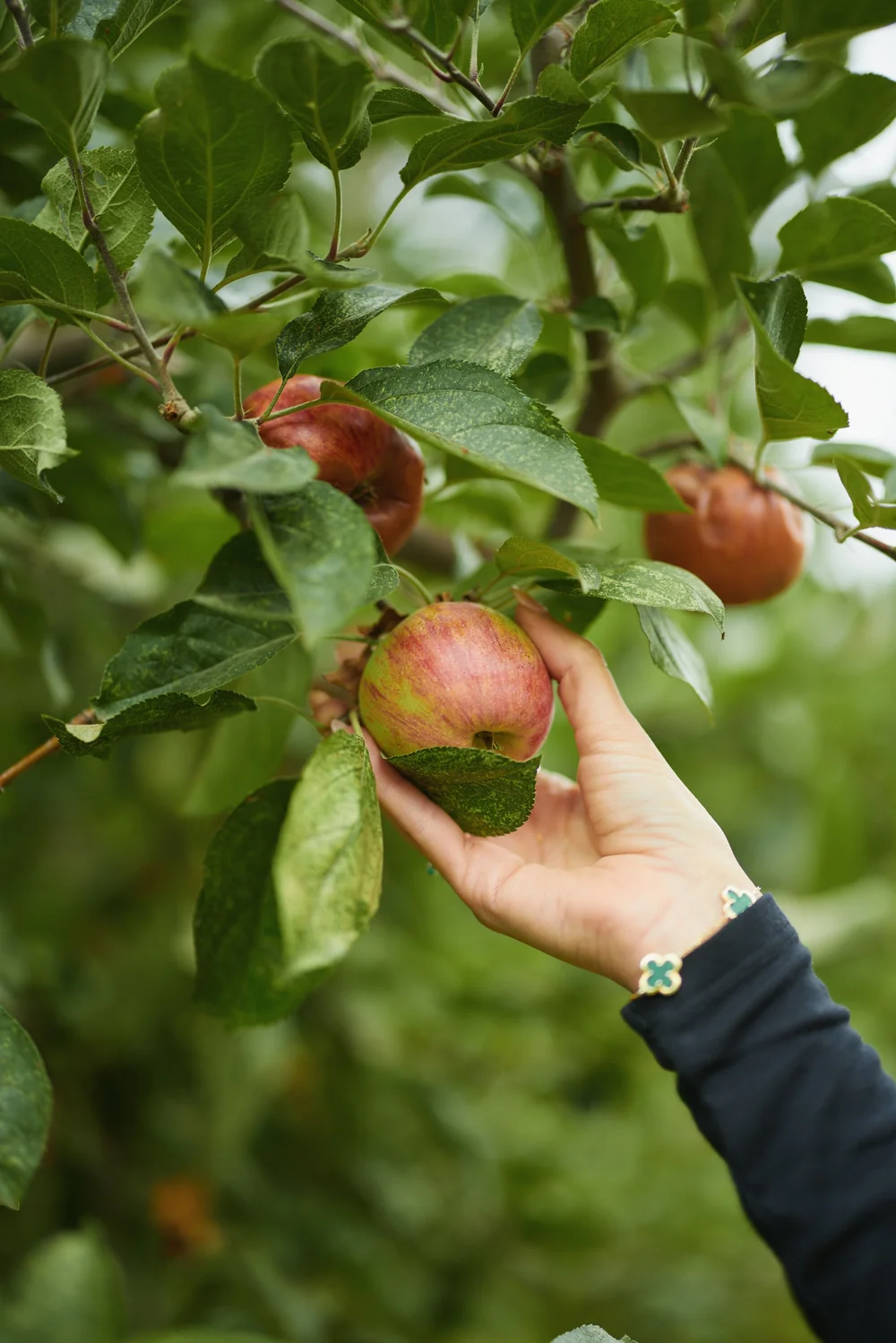 Apple-season scene from the Los Rios Rancho farm website