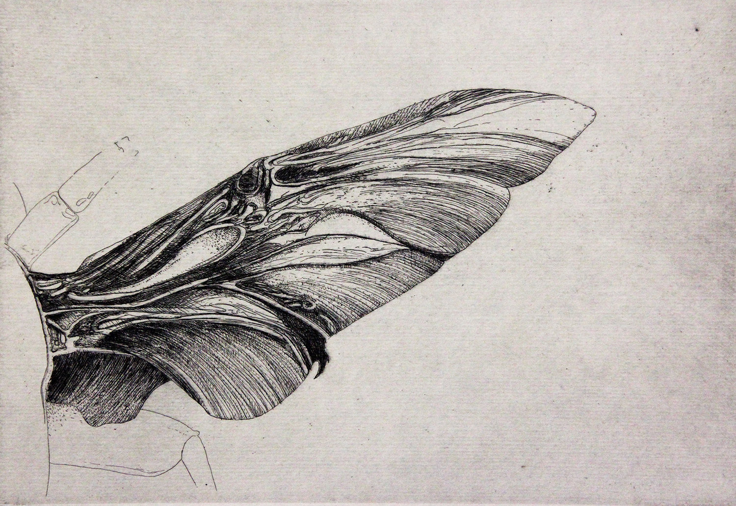 CP14 Intaglio Print by Evan Summer