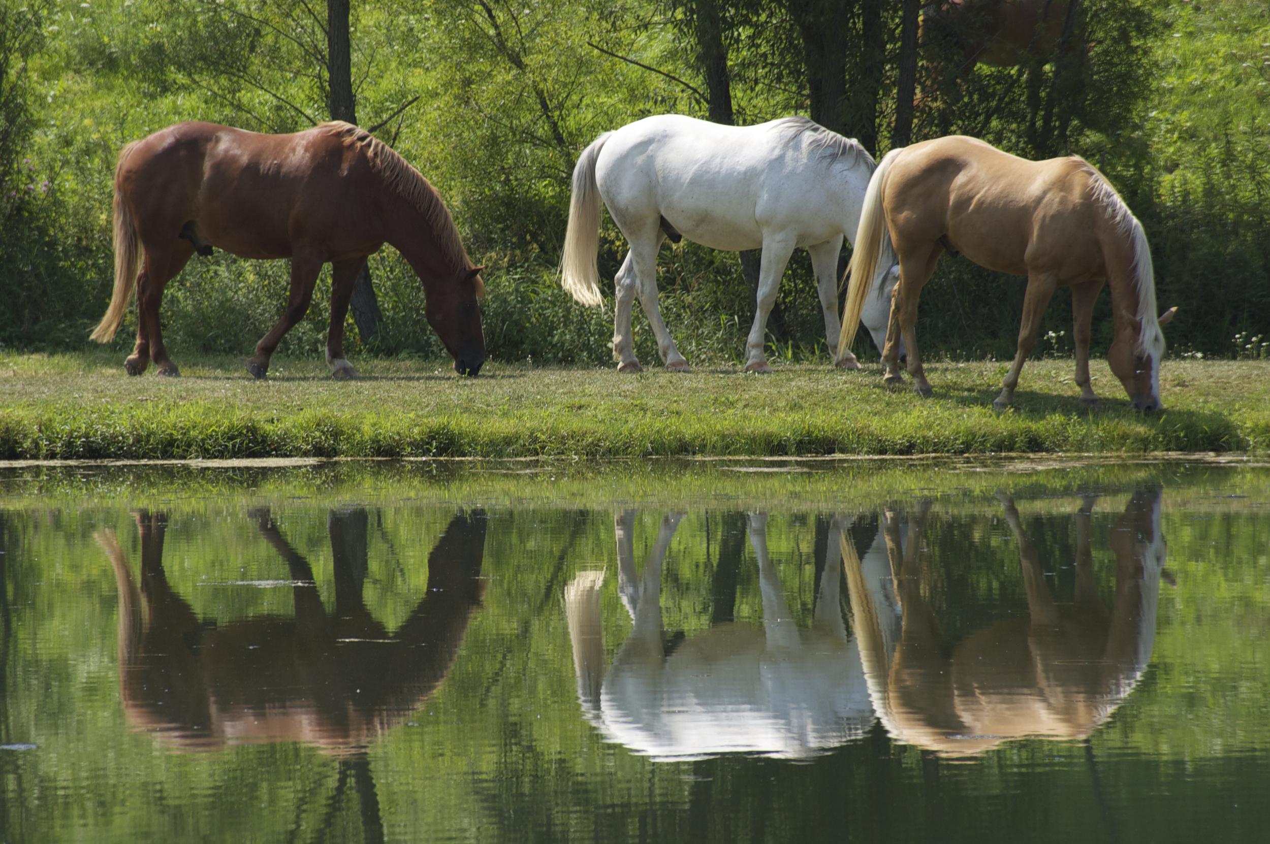 Three of the ten beautiful horses at our vacation home. We would walk right around them and pet them as we fished. 