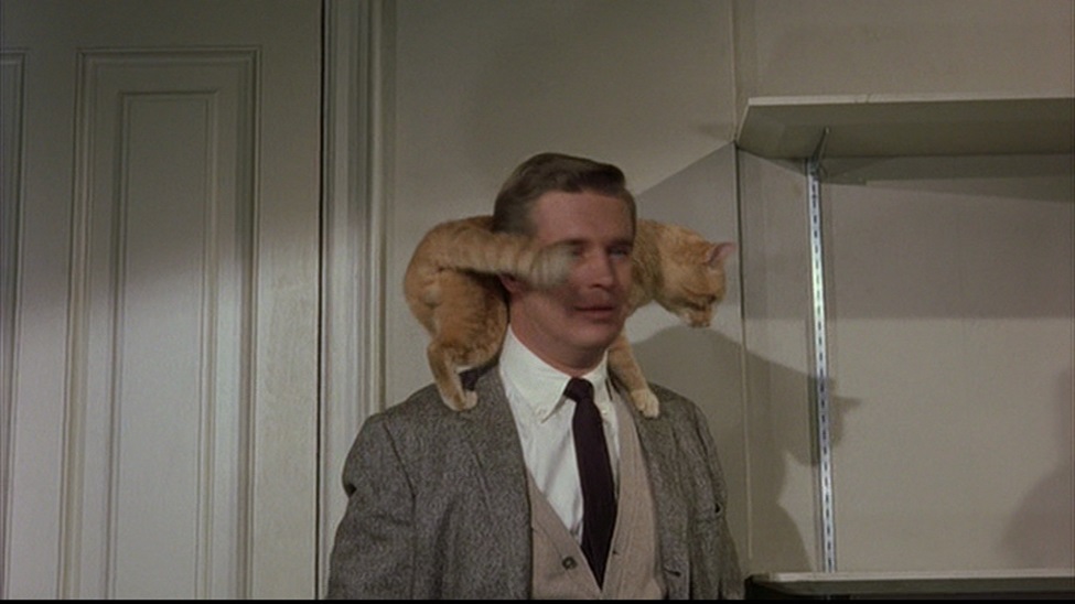 Breakfast at Tiffany's Cat 03.jpg