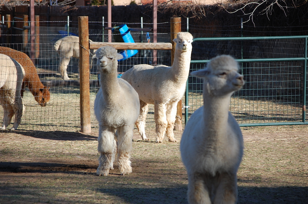 Here are some of the Super Studs with amazing genetics.