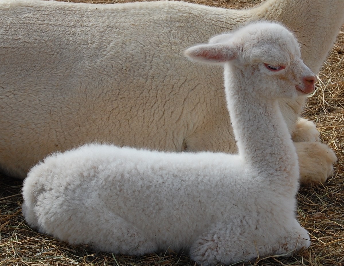 Young sleepy time Cria and Mom...