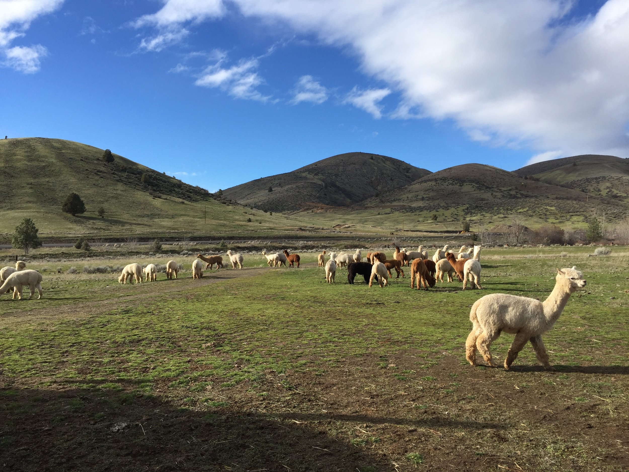 Free range herd of Huacayas...
