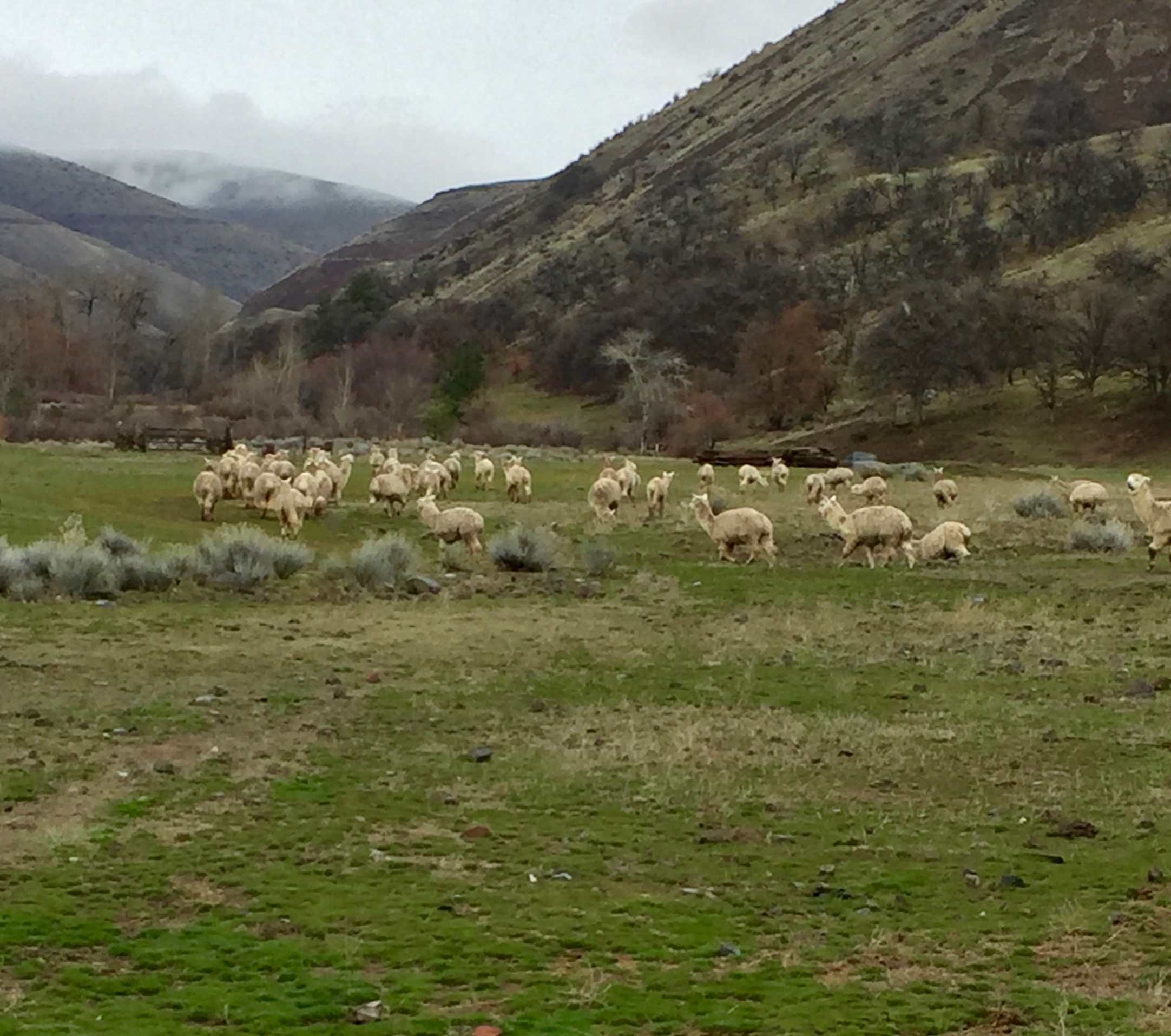 Late winter on the ranch... Looks like the Altiplano...