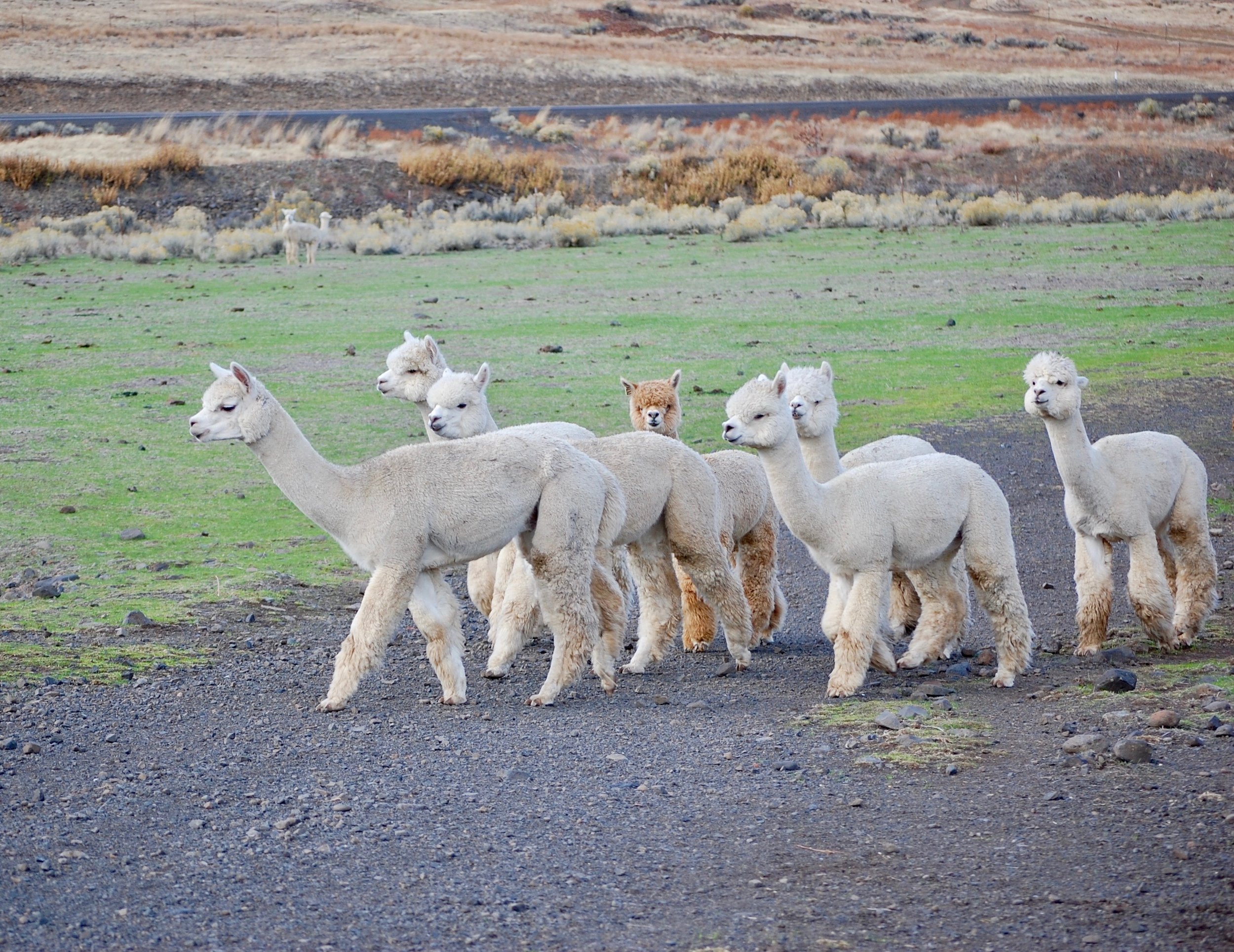 Development of a Super luxurious fiber herd...
