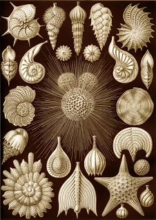 marine life 2.jpg