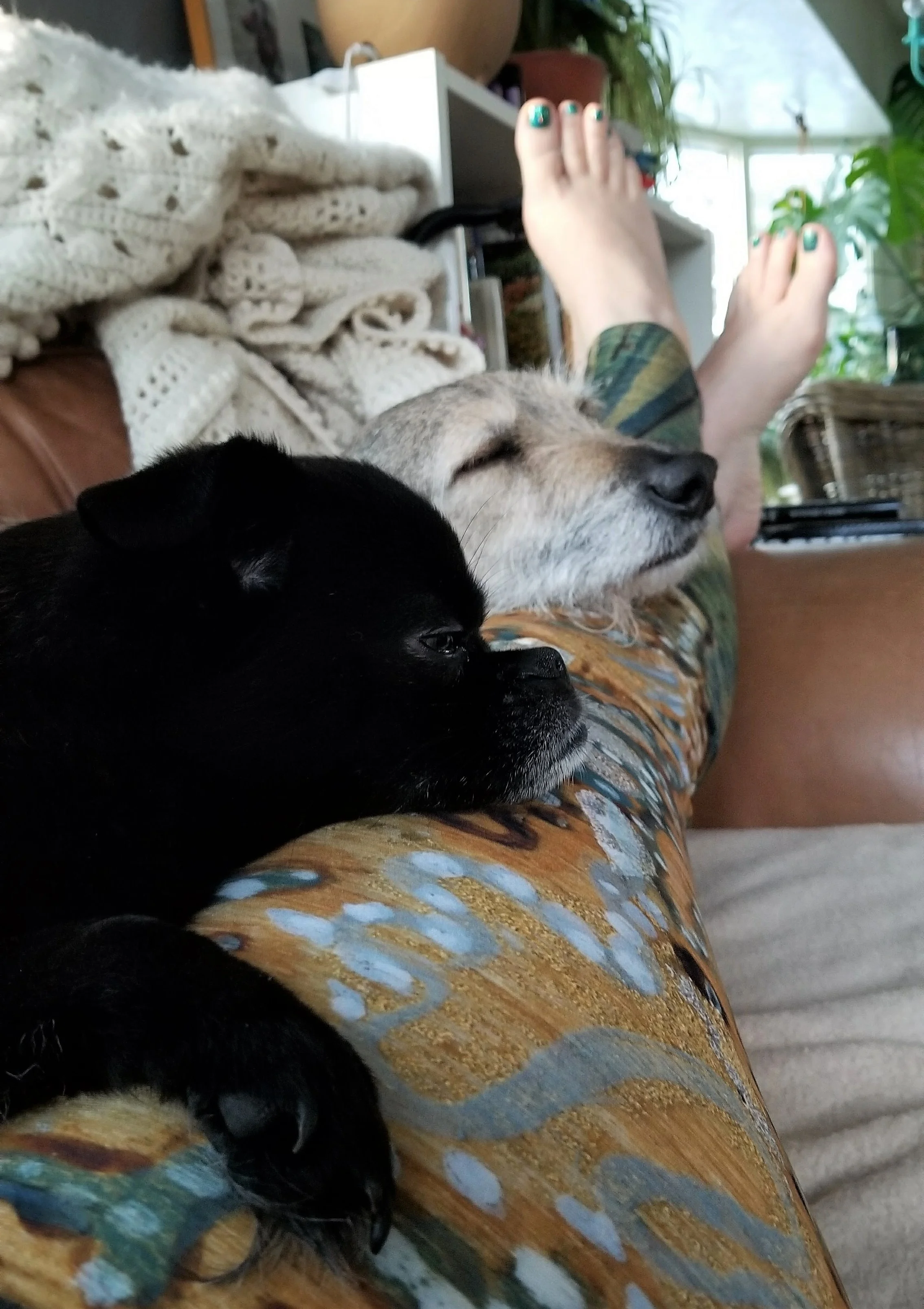 Double Dog Nap Testing