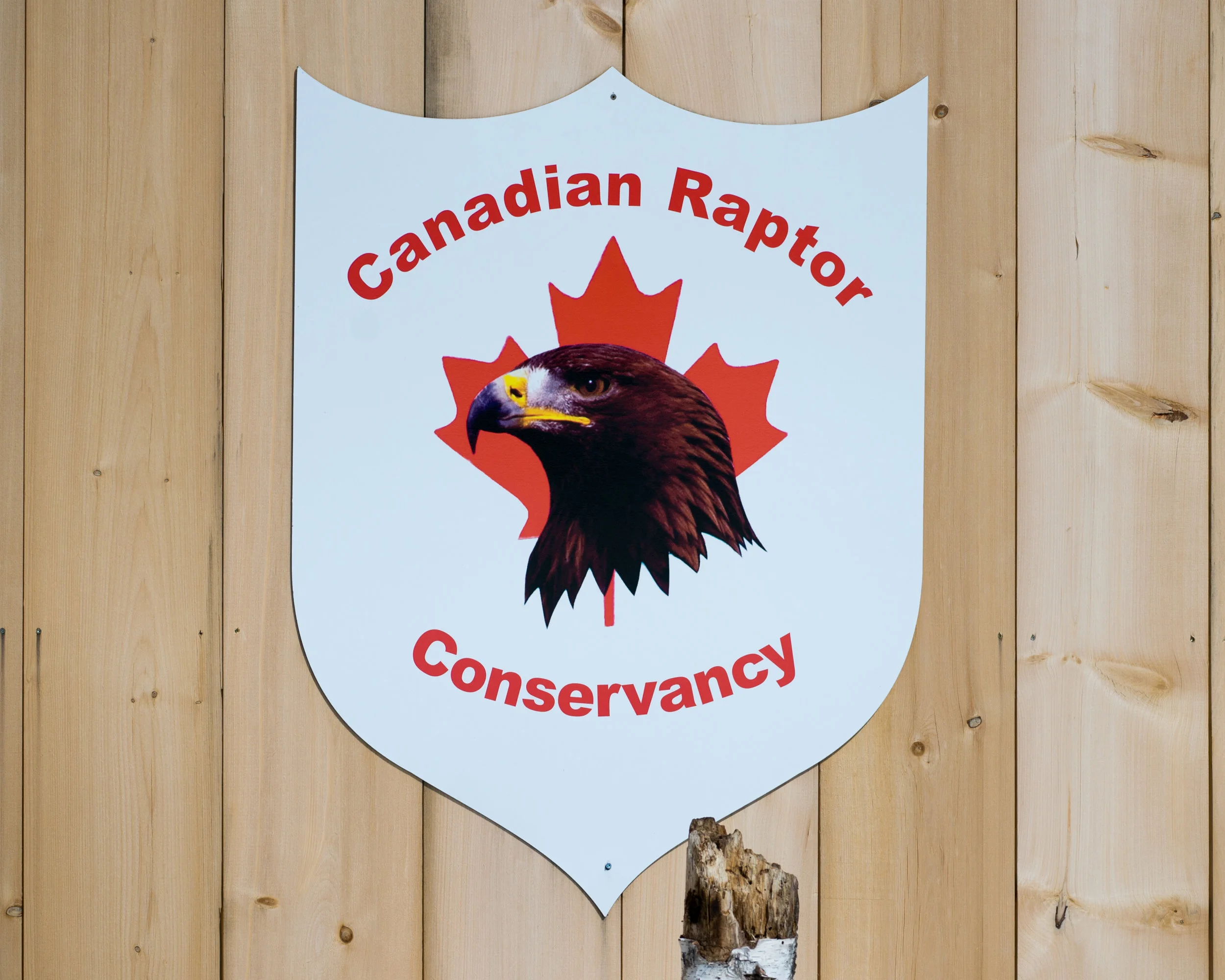 Canadian Raptors-1000.jpg