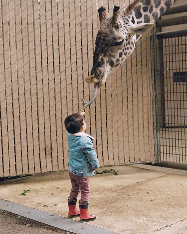 La Zoo🦒 🦚 🦍
...
🎞 #portra800 📷 #nikonF3