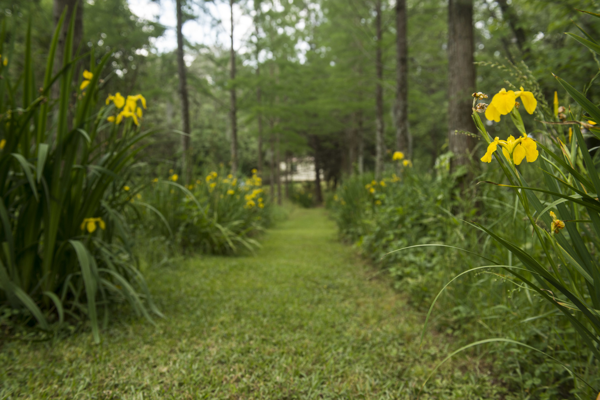 Garden-lined pathways