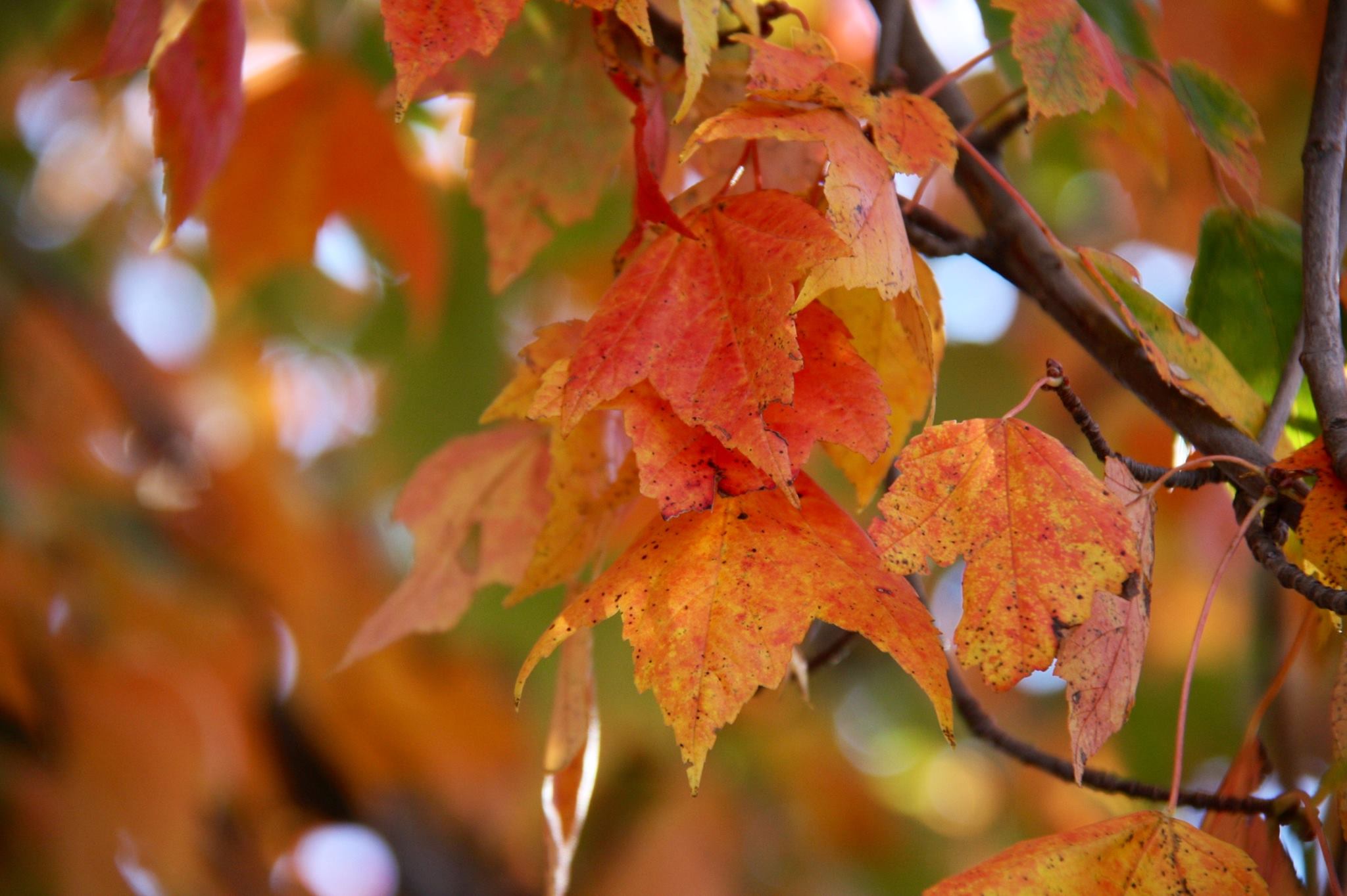 Fall leaves.jpg