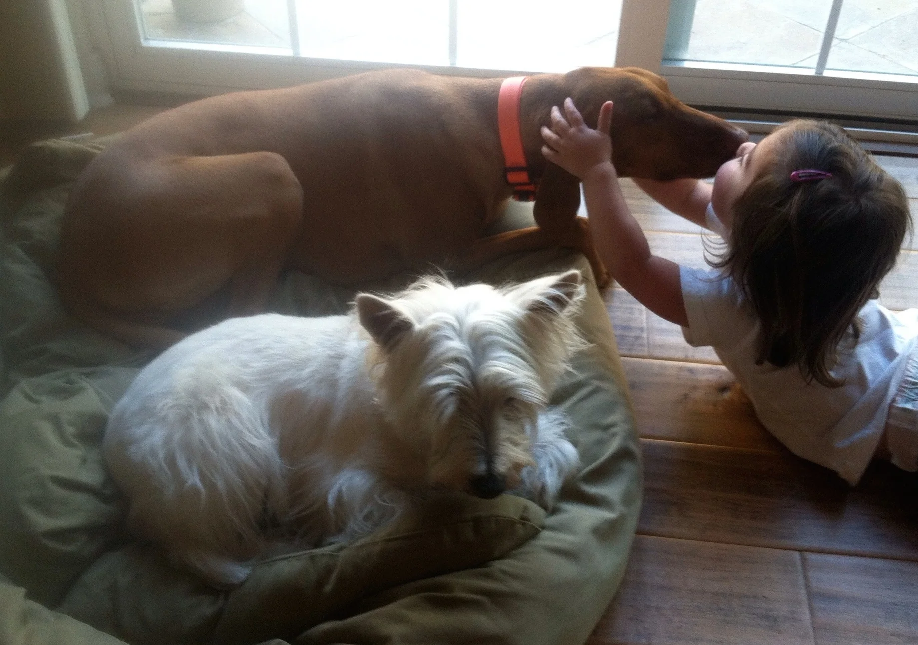 Governor vetoes bill to update probate code to protect pets