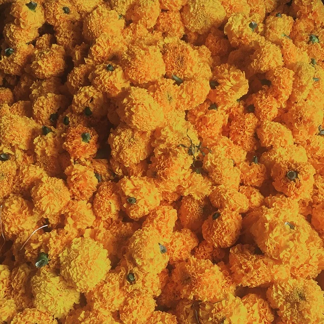 marigolds s.jpg