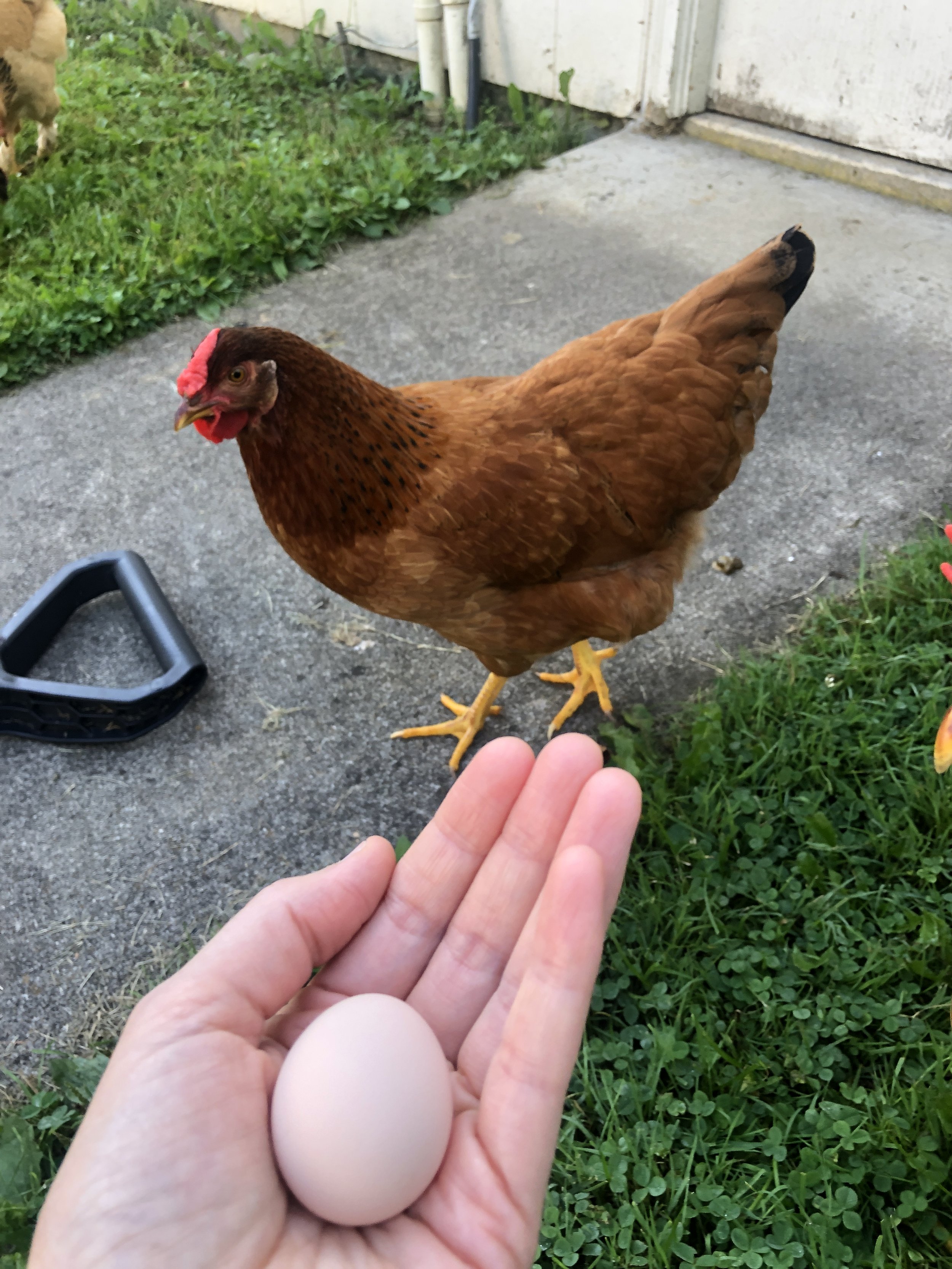 Cinnabon's irst Egg, Aug. 18th.JPG