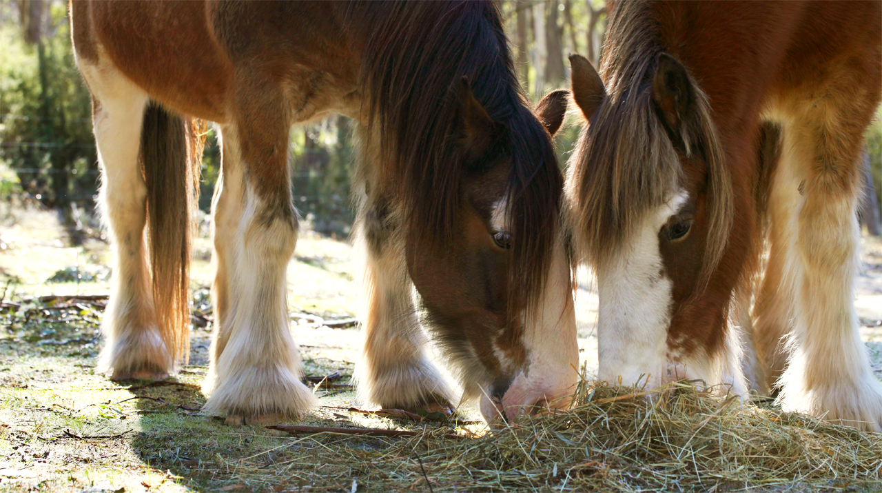 horses feeding - brainsick productions.JPG