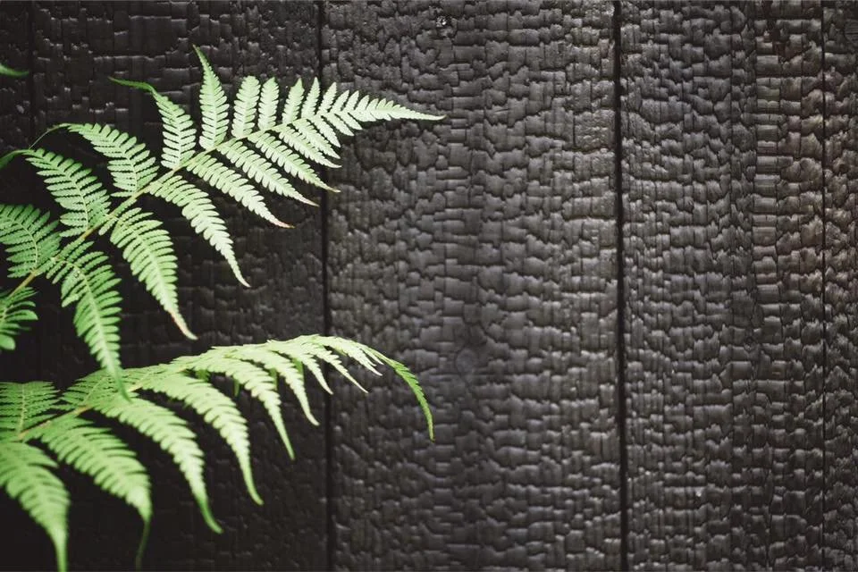 6 Reasons Why Yakisugi is the Hottest Trend in Architecture