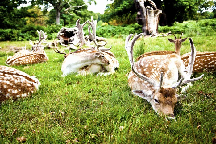 deer2.jpg