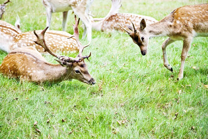 deer3.jpg