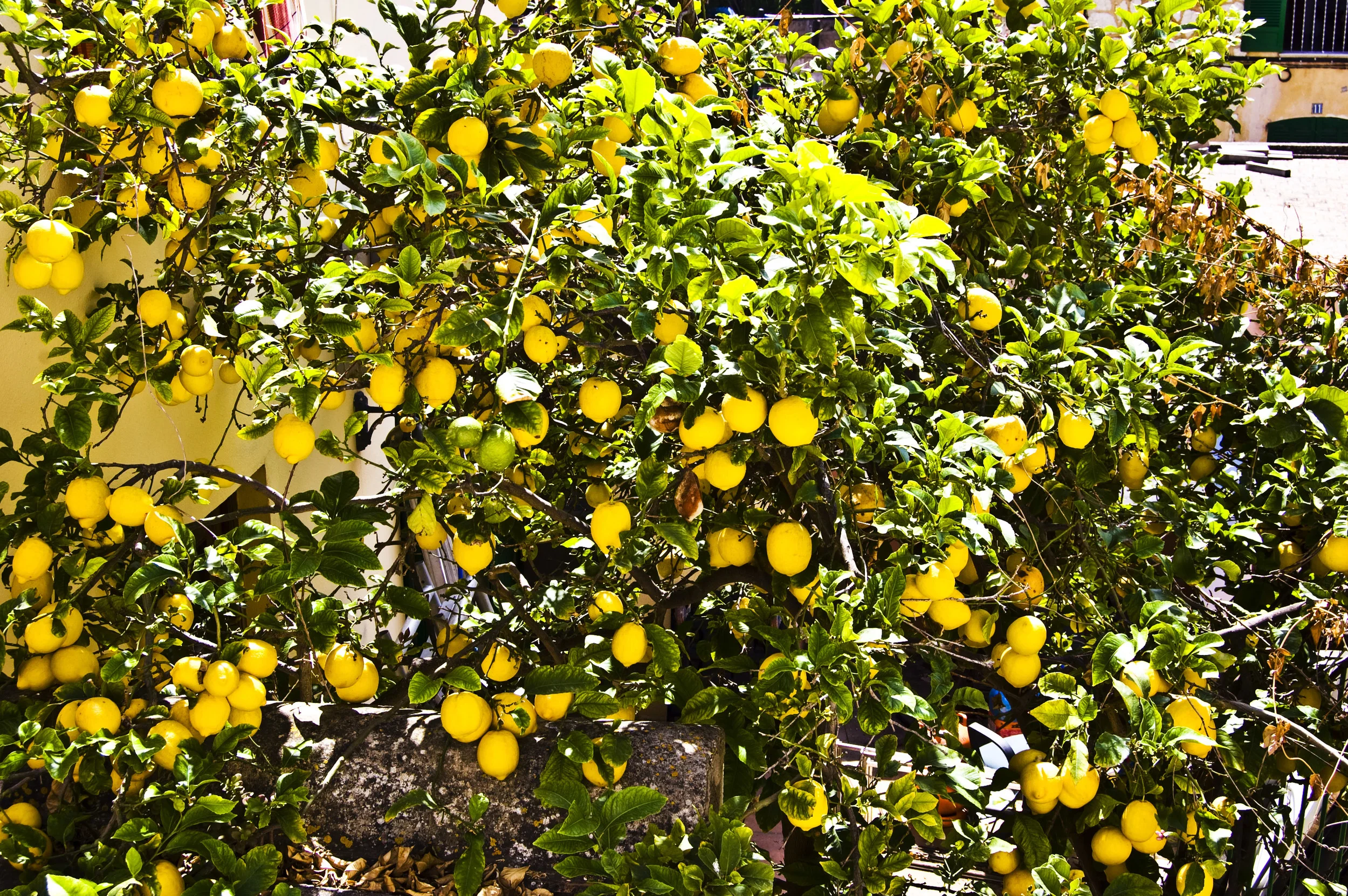 Lemons