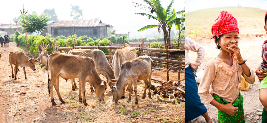 Myanmar_cows&tribegirl.jpg