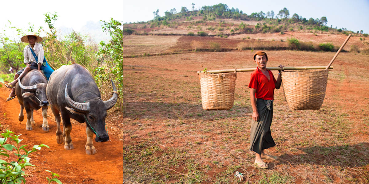 Myanmar_buffalofieldworker.jpg