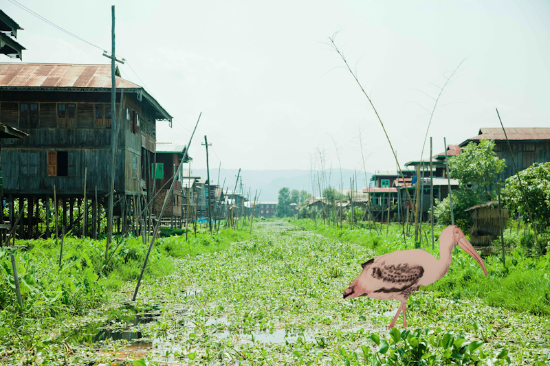 Storking in Myanmar.jpg