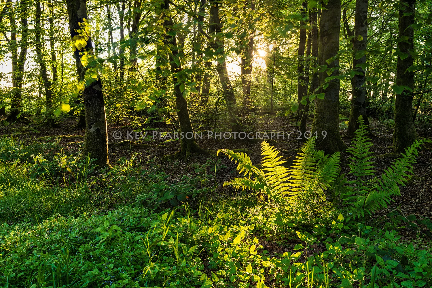 Sunlight on Ferns.jpg